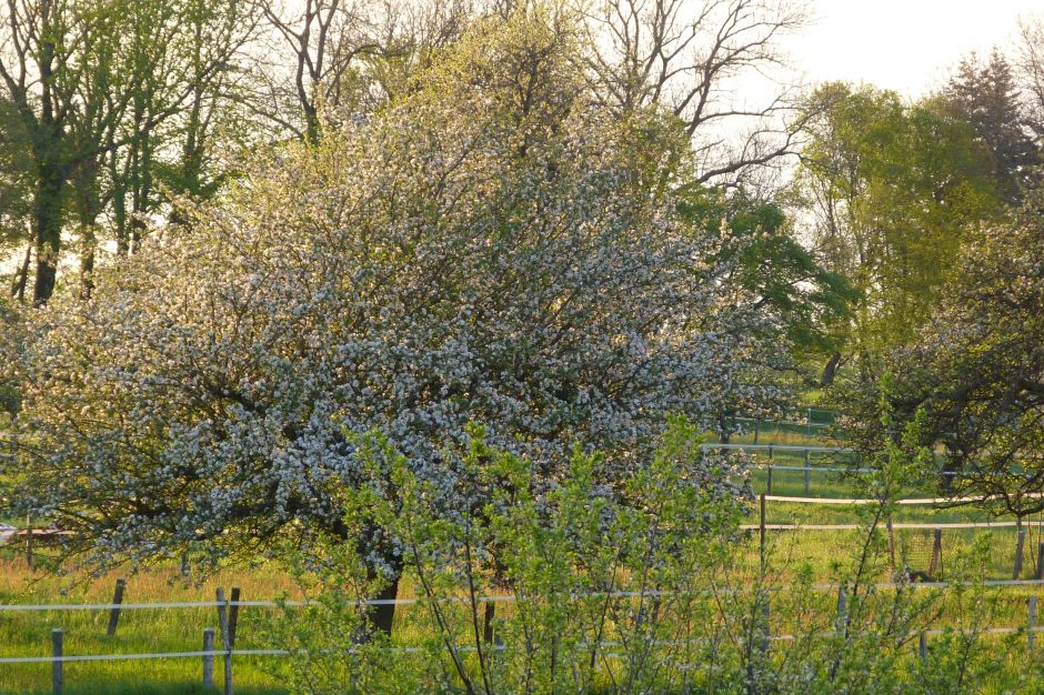 Der Apfelbaum, König der Obstgärten