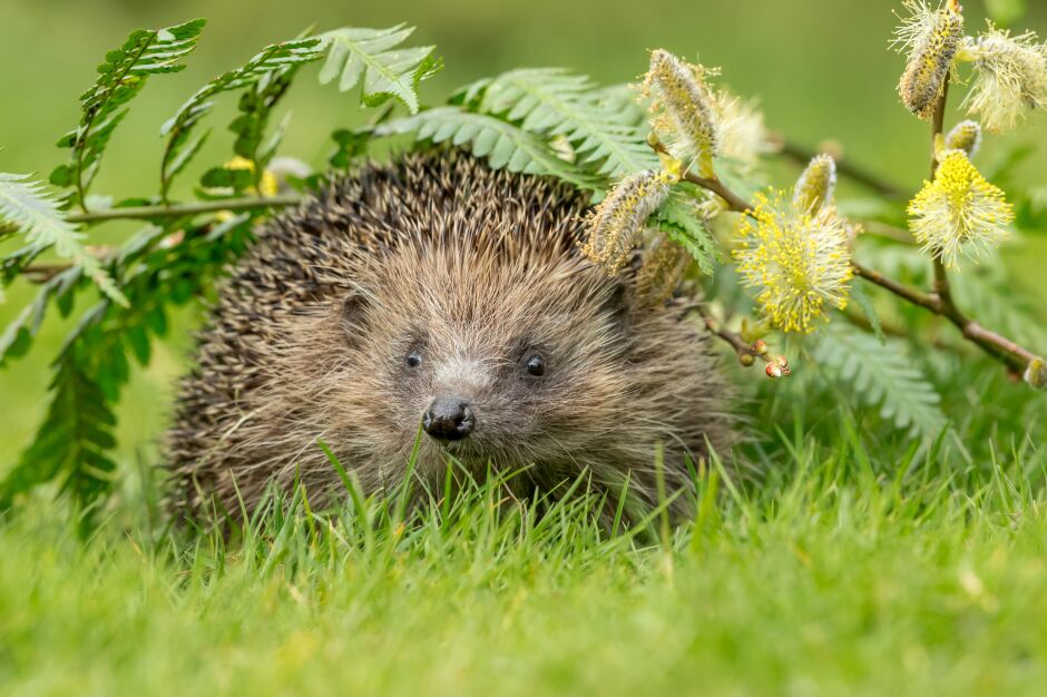 Der Igel – gut gerüstet, aber eben doch empfindlich