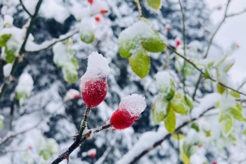 Die Früchte der Heckenrose - ein winterlicher Segen