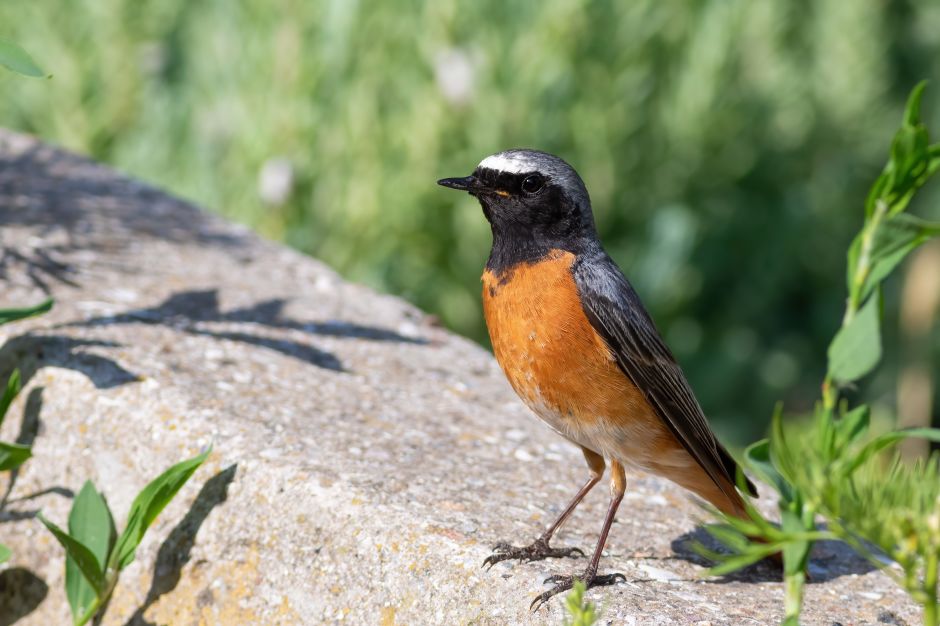 Der Gartenrotschwanz: begnadeter Sänger aus Afrika