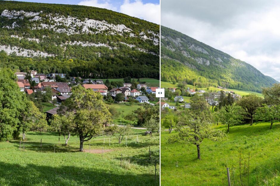 Gürtel aus Hochstamm-Obstgärten in Orvin