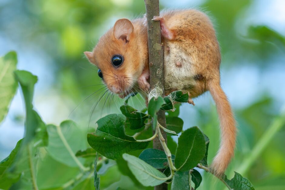 Die Haselmaus – kleine Akrobatin der Nacht
