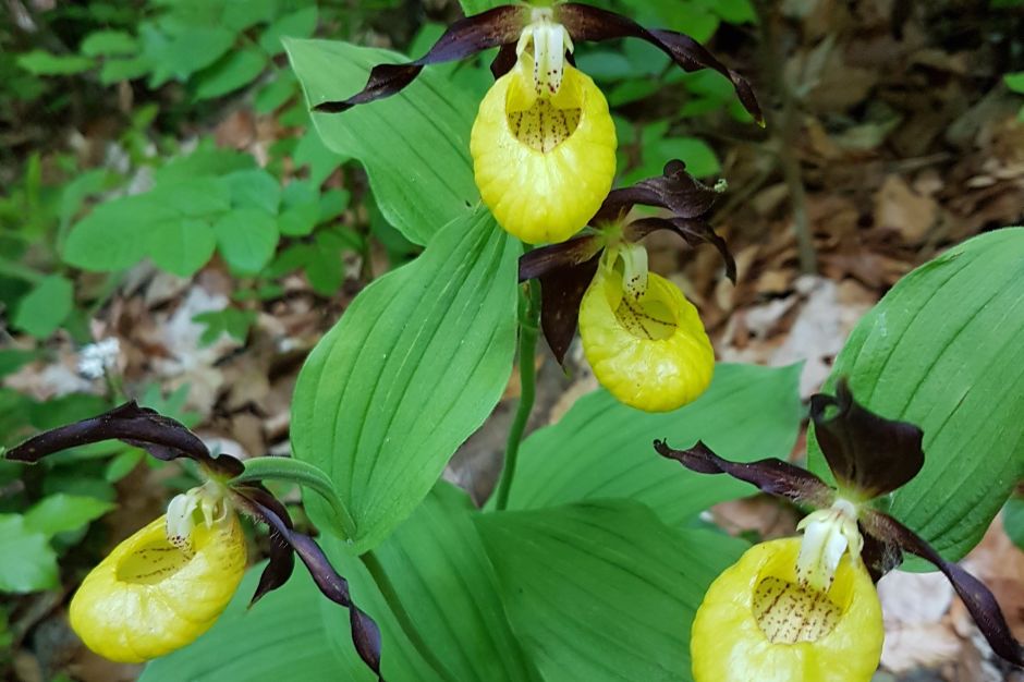 Der Gelbe Frauenschuh – die grösste wild wachsende Orchidee