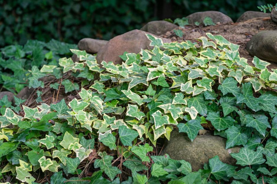 Der Efeu – eine herbstblühende Kletterpflanze