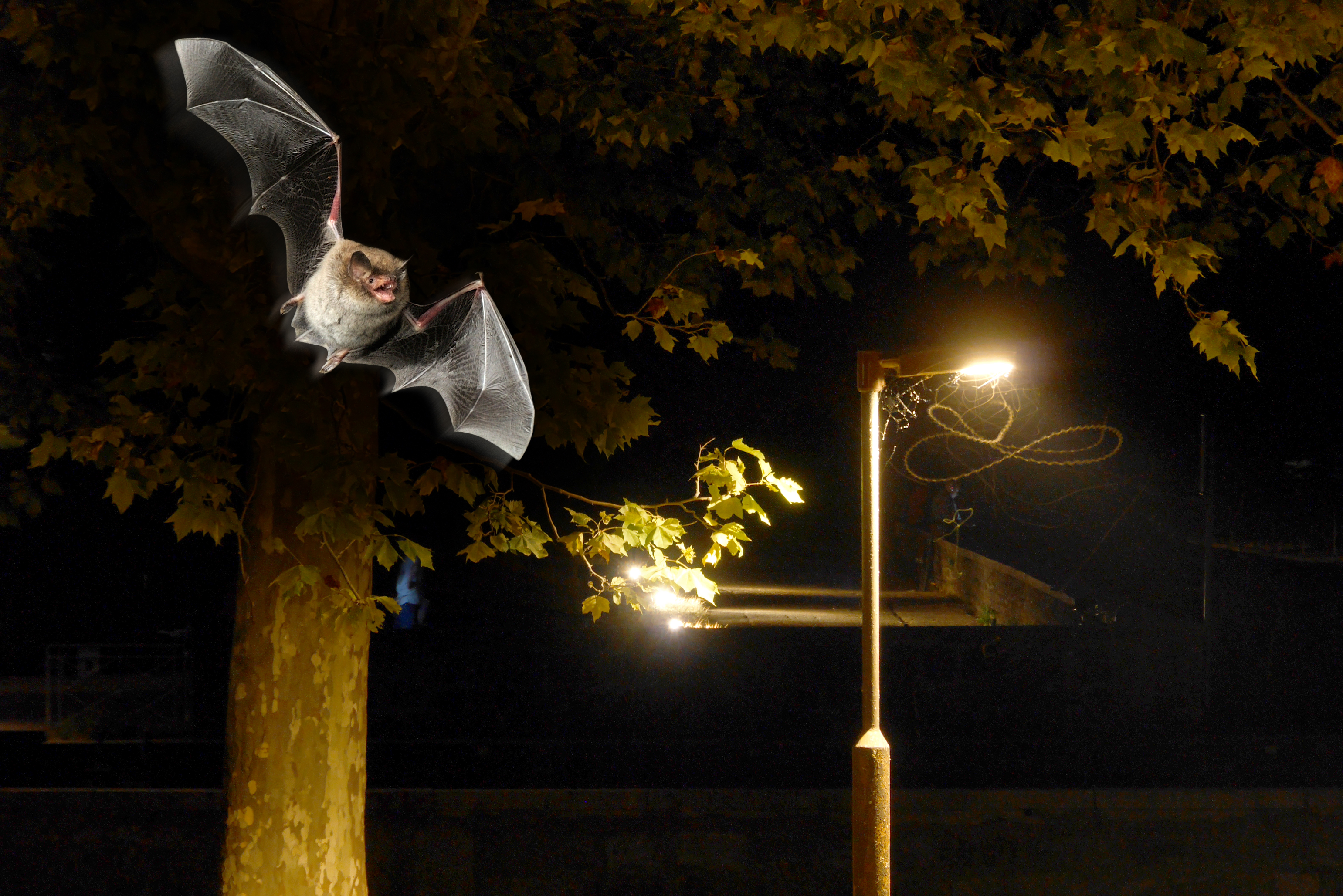 Die Nacht der Fledermäuse – 28. August