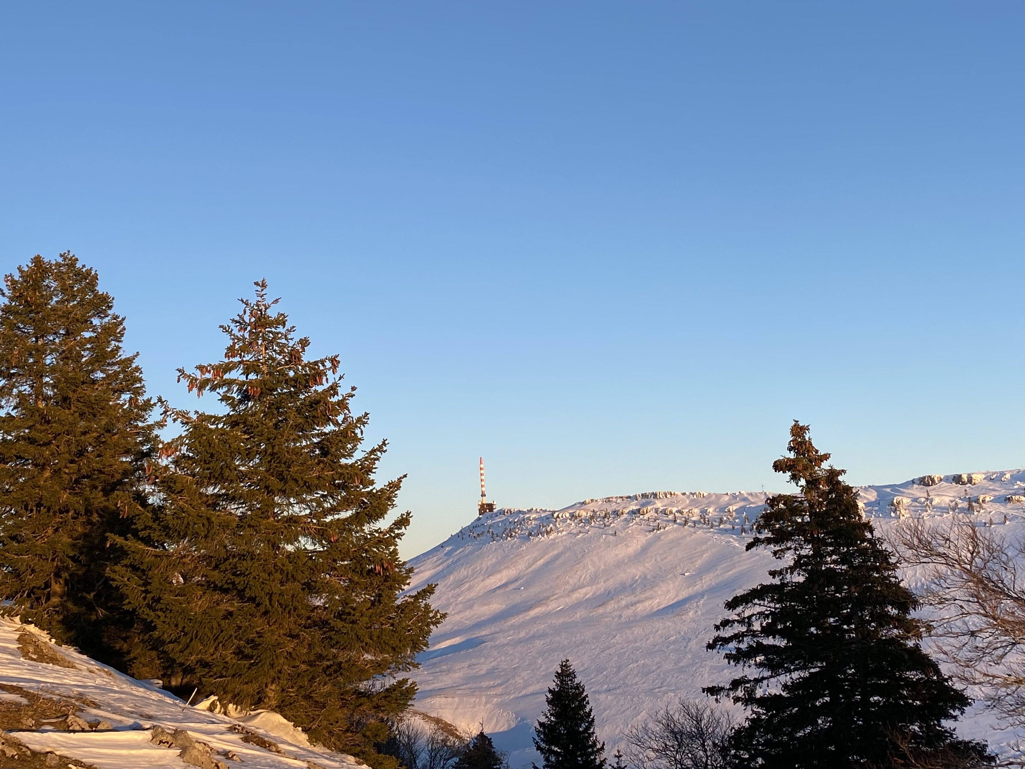 L'épicéa, roi des forêts suisses