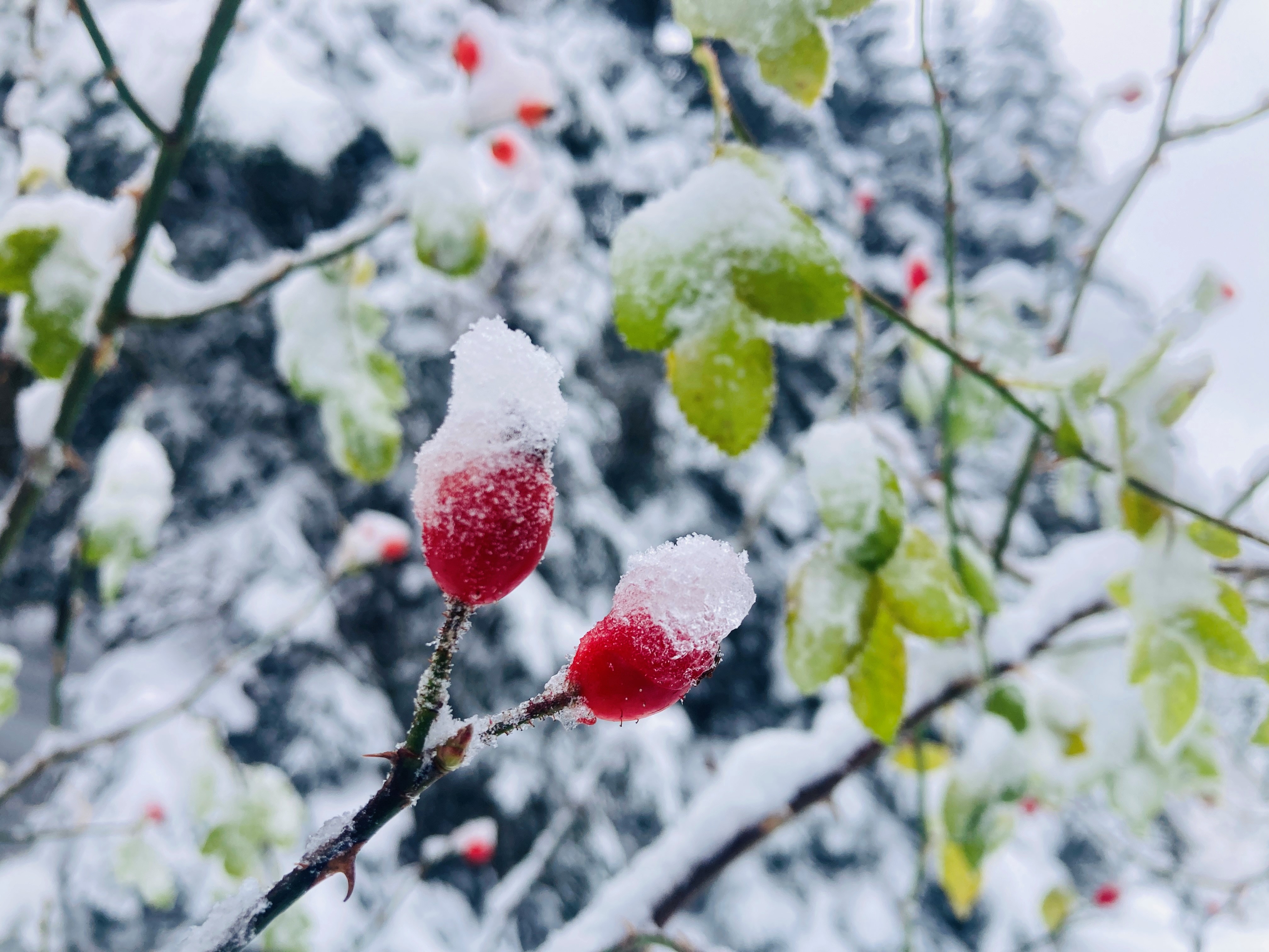 Die Früchte der Heckenrose - ein winterlicher Segen