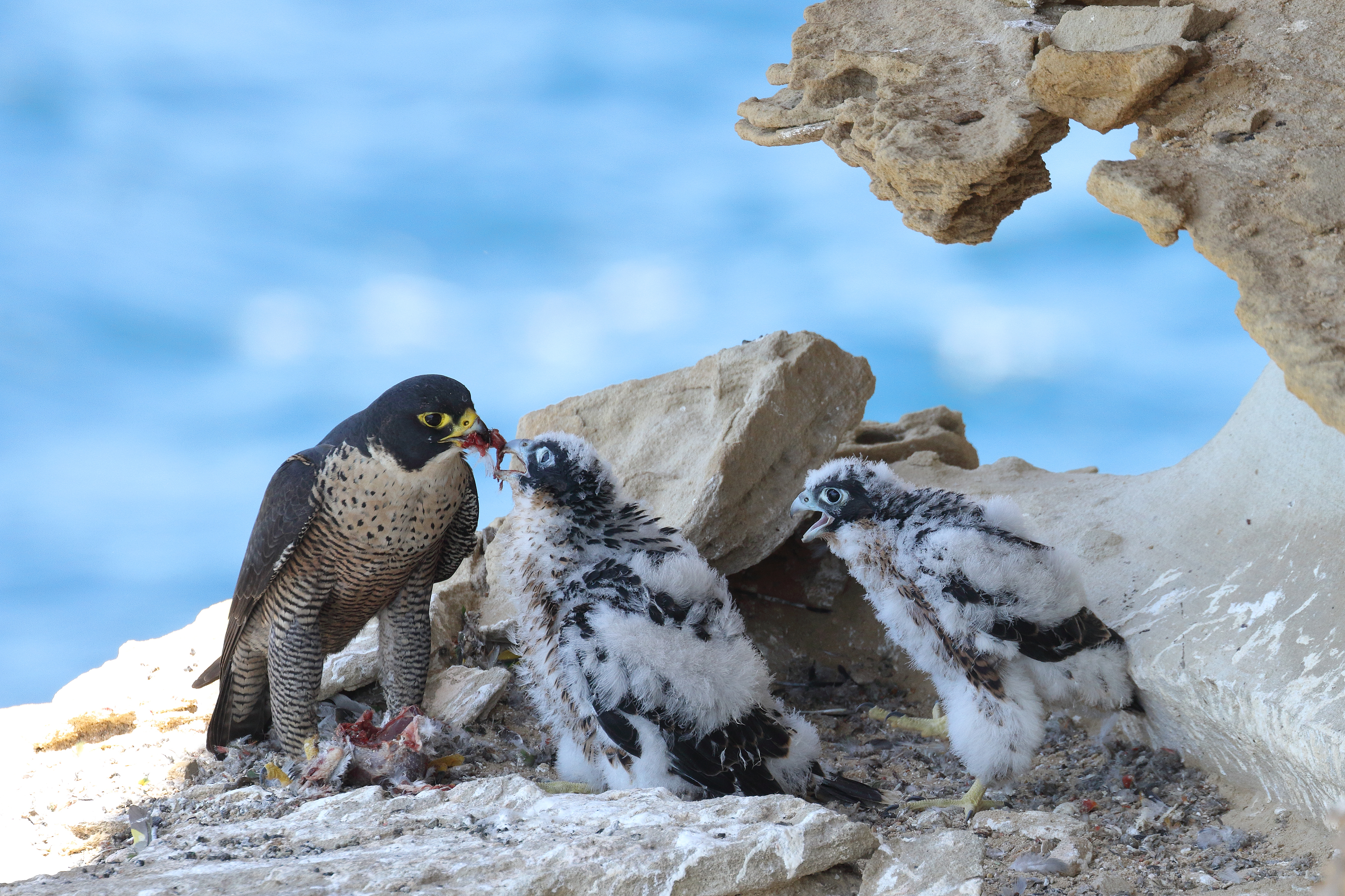 Le faucon pèlerin : un rapace à protéger dans nos falaises