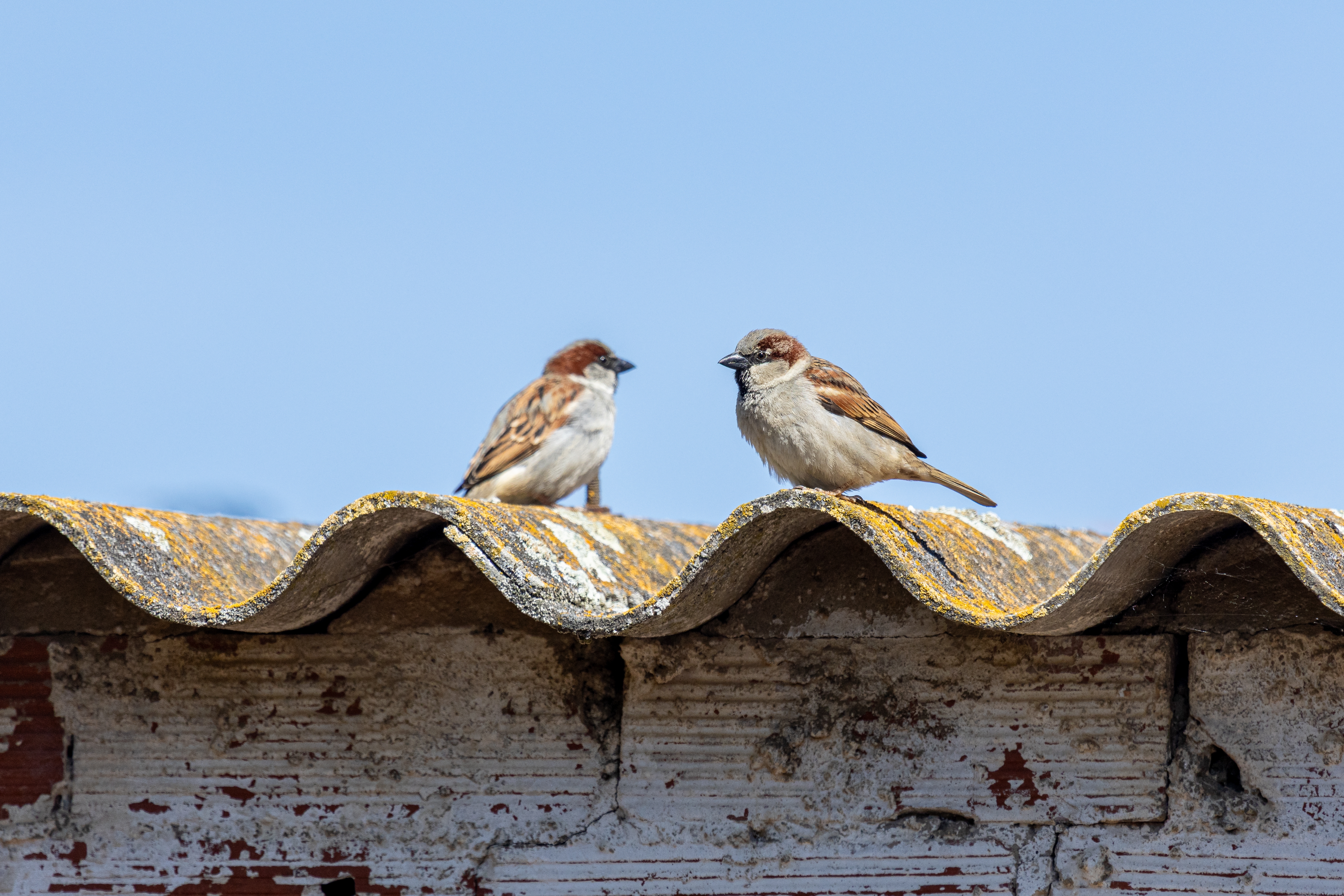 Le moineau domestique, un oiseau pas si banal