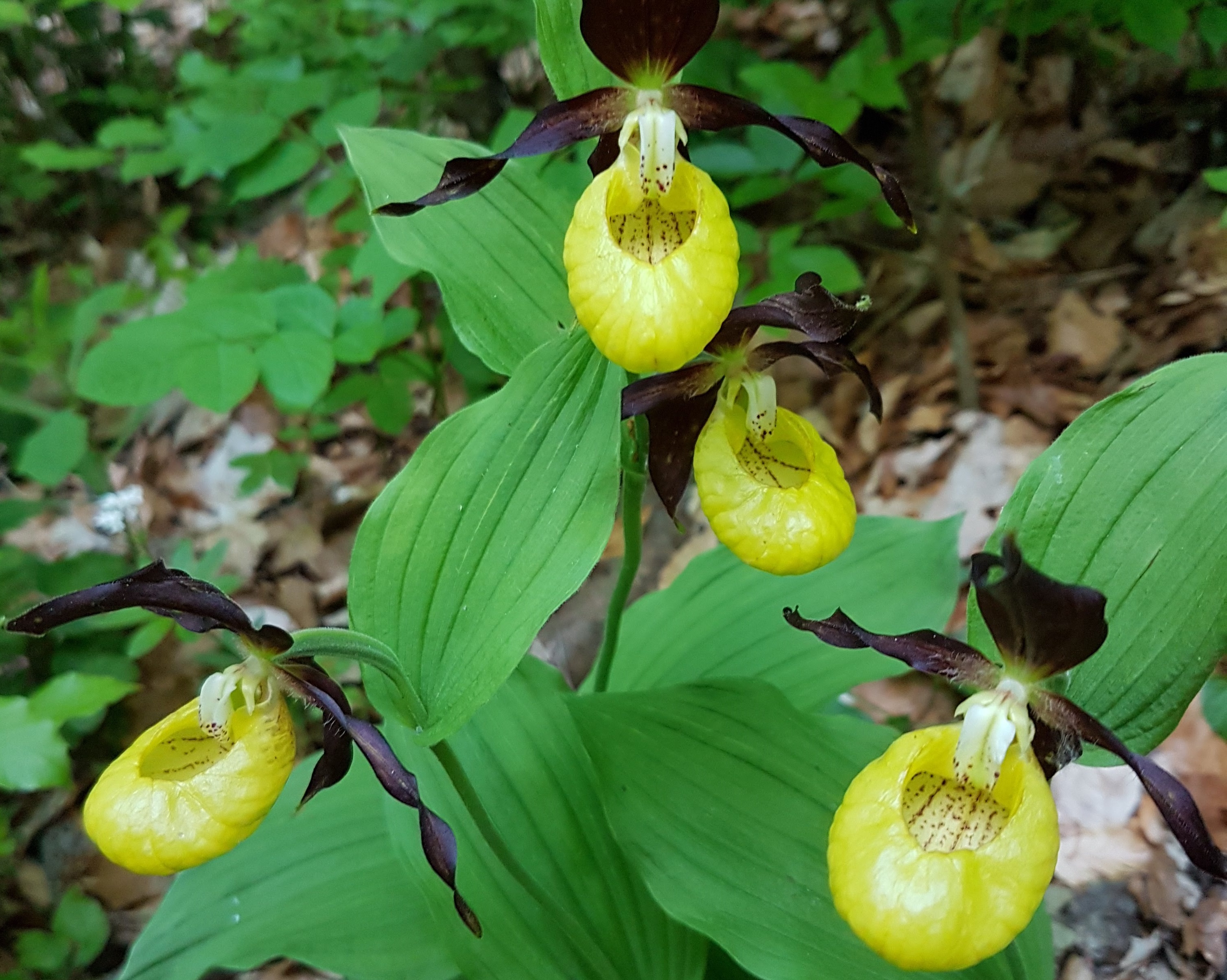 Le sabot de Vénus, la plus grande des orchidées sauvages